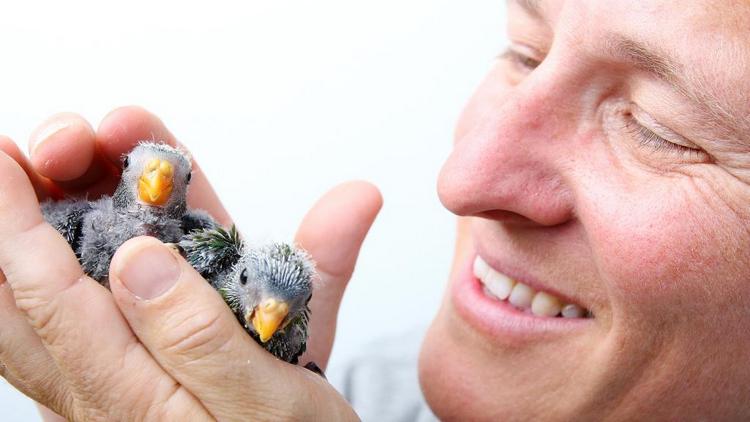 Птенцы золотистобрюхого травяного попугайчика в руках Жослин Хокли