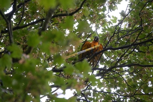 Сине-желтый ара Бобо прячется в кроне дерева