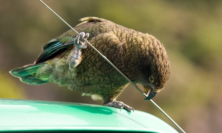 Попугай кеа проверяет прочность антенны на крыше автомобиля