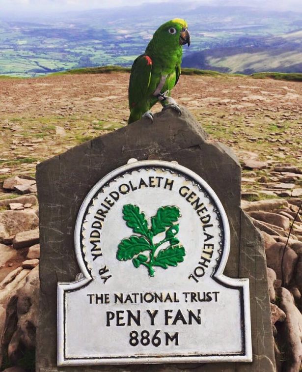 Попугай Ральф сидит на памятном знаке горы Пен И Фань