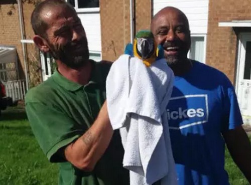 Садовник мистер Уильямс держит в полотенце пойманного сине-желтого ару Какао