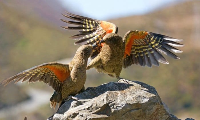 Два попугая кеа играют друг сдругом