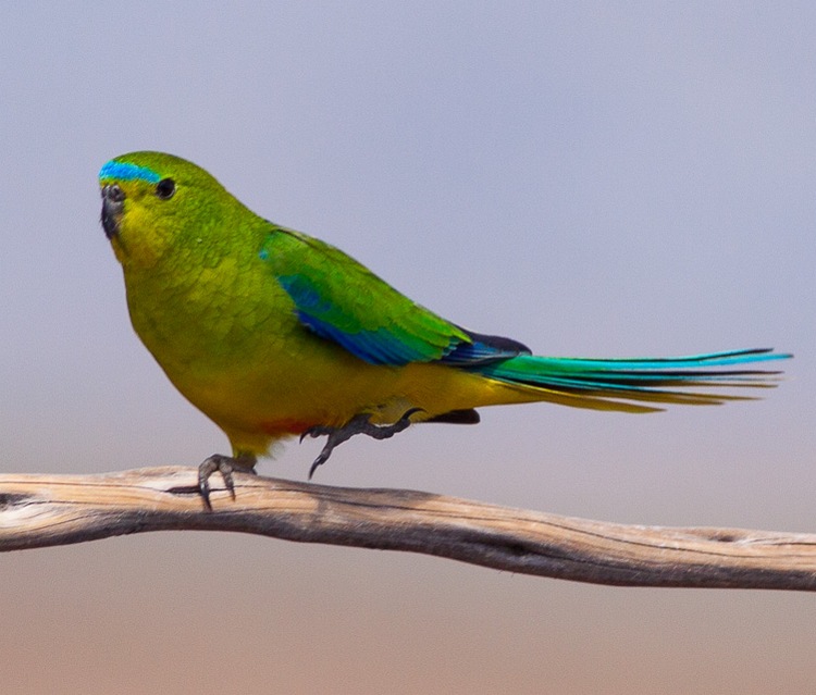 Фотопортрет золотистобрюхого травяного попугайчика на острове Тасмания