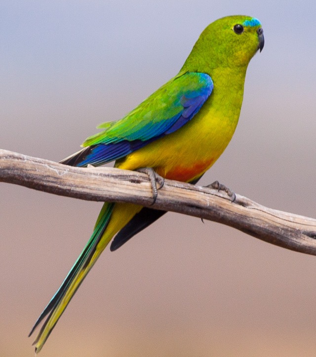 Фотография золотистобрюхого травяного попугайчика на ветке