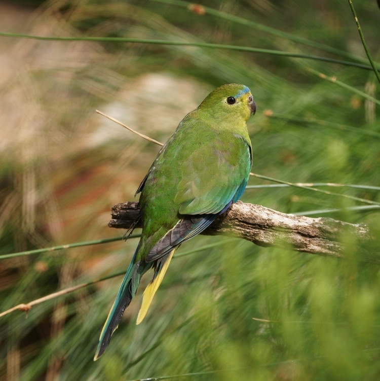 Молодой самец золотистобрюхого травяного попугайчика. Фото со спины