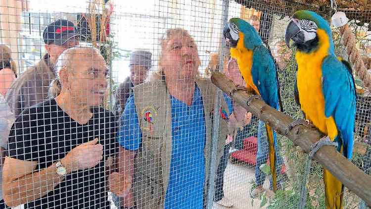 Посетители выставки рассматривают сине-желтых ар в вольере