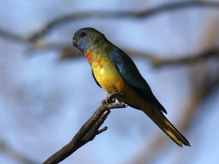 Взрослый птенец красногрудого травяного попугайчика в кроне дерева