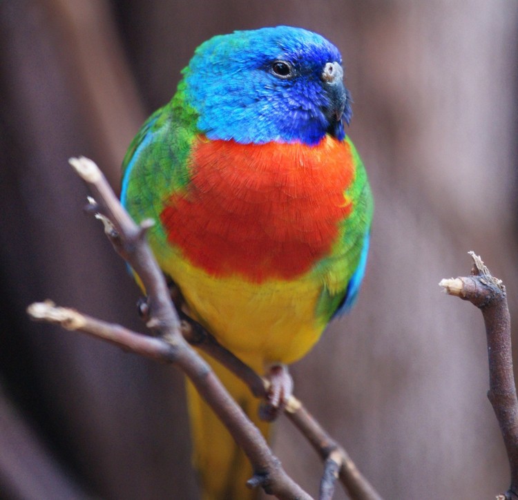 Самец красногрудого травяного попугайчика. Фото в анфас.