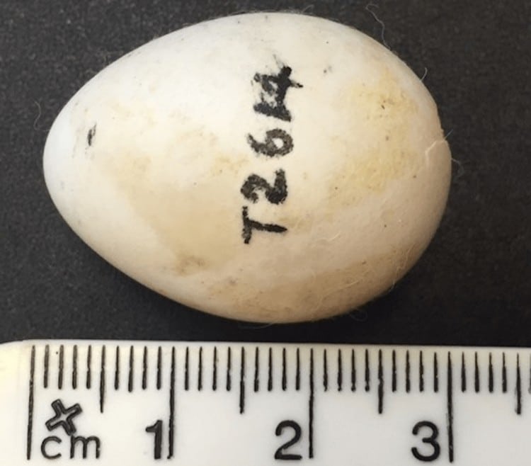 Яйцо, которое 30 лет считали единственным образцом яйца ночного попугая