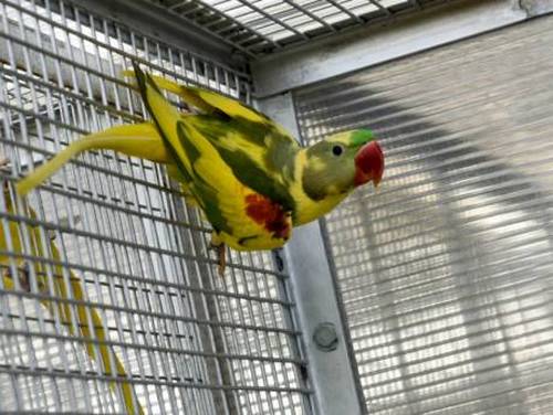 Пестрый попугай необычного окраса в вольере