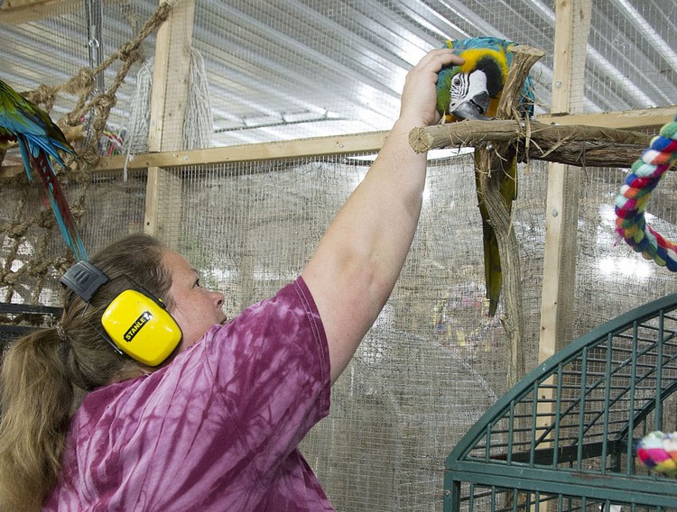 Женщина-волонтер в вольере с попугаями