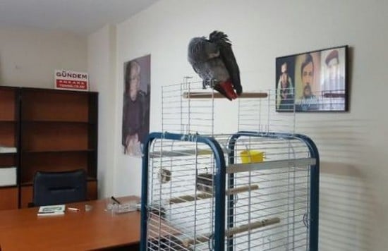 Серый попугай Толаз сидит в одиночестве в офисе