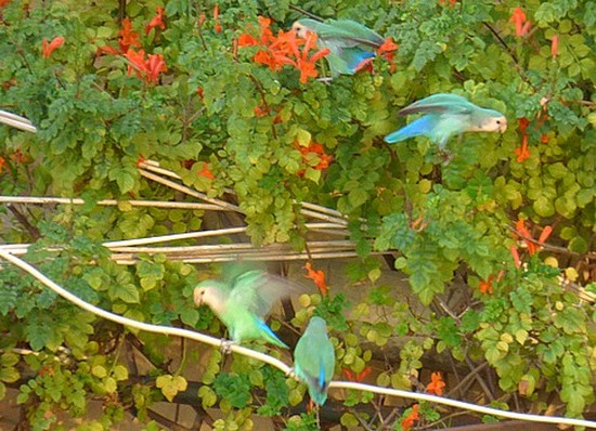Стайка ожереловых попугаев играет в городских зарослях Палермо
