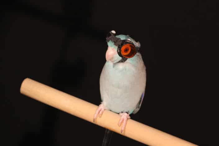 Воробьиный попугайчик Оби в очках летчика
