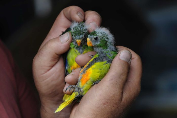 Птенцы золотистобрюхого травяного попугайчика в руках ученого