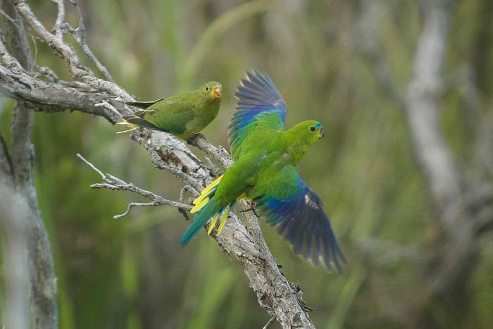 Золотистобрюхие травяные попугайчики сидят на ветке дерева