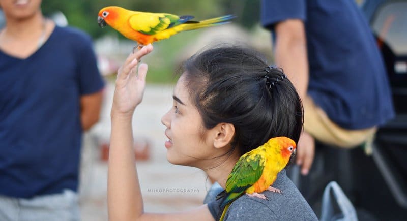 Девушка играет с попугаями на встрече клуба