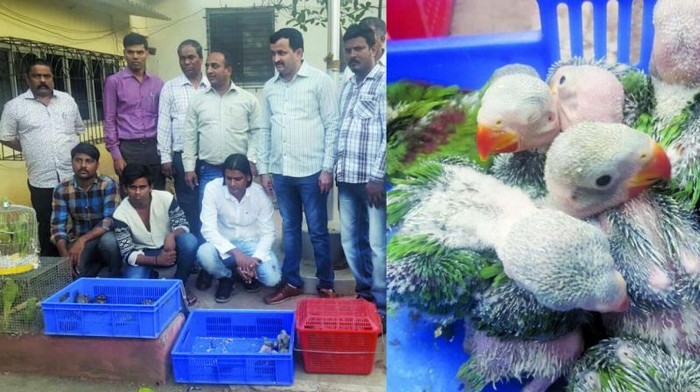 Спасенные птенцы и взрослые особи попугаев в Мумбаи