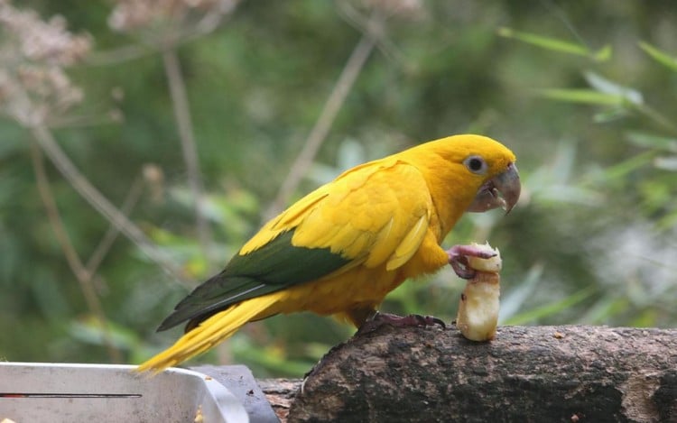 Золотая аратинга займет свое место в огромном парке попугаев
