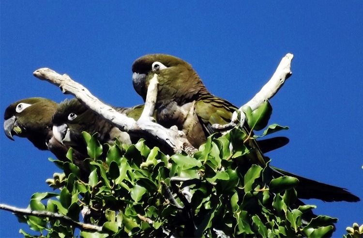 Скалистые попугаи сидят на верхушке дерева