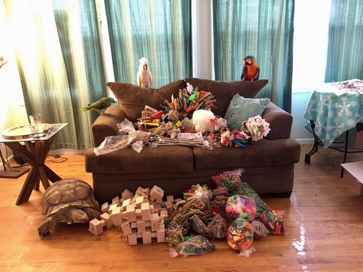 Какаду с арой сидят на диване, полном игрушек