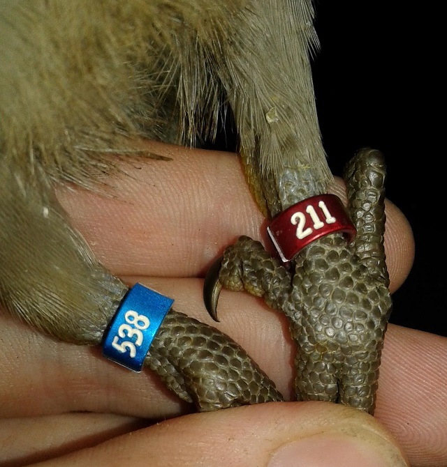 Кольца на лапках сейшельских черных попугаев