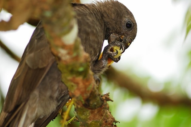 Сейшельский черный попугай в кроне дерева
