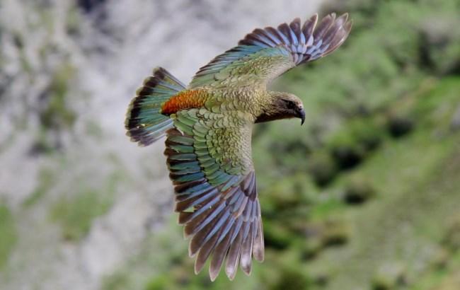 Фотография летящего попугая кеа
