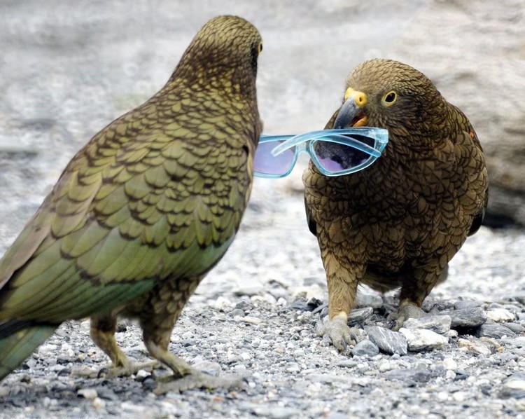 Два попугая кеа играют с солнцезащитными очками