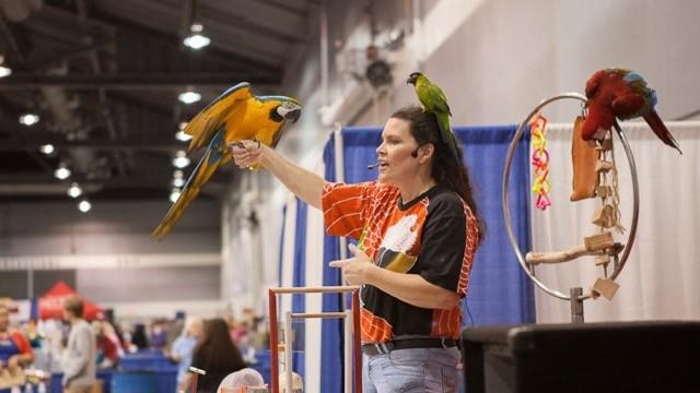 Дебби Годрич с попугаями выступает на выставке