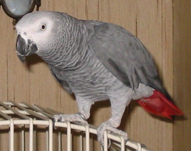 Фотопортрет серого попугая жако, сидящего на клетке