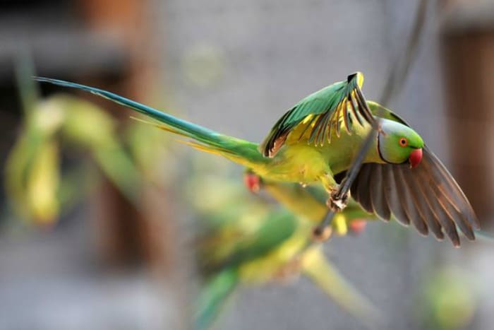 Индийский кольчатый попугай летит к полю мака