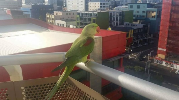 Александров кольчатый попугай по имени Чарли сидит на балконе