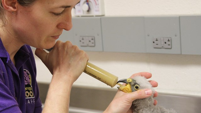 Кормление птенца кеа Скарлет в инкубаторе Денверского зоопарка