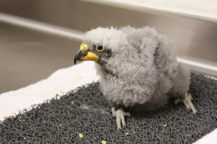 Фотопортрет новорожденного птенца попугая кеа по имени Скарлет