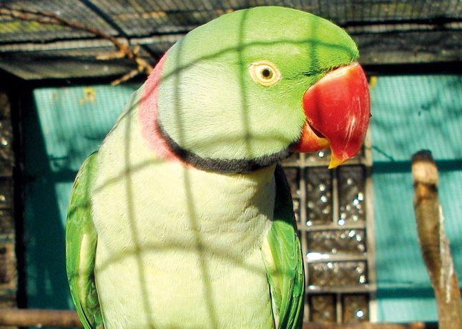 Индийский кольчатый попугай - один из главных источников прибыли контрабандистов