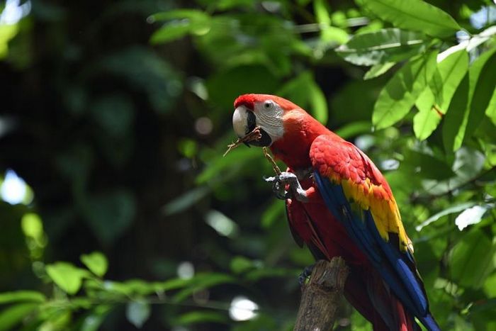 Красный ара в коста-риканской Пунта Ислите сидит на дереве