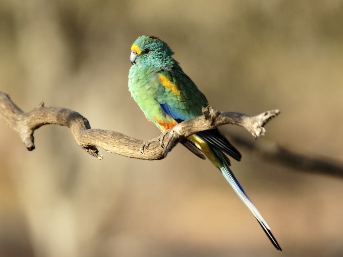 разноцветный плоскохвостый попугай сидит на сухой ветке