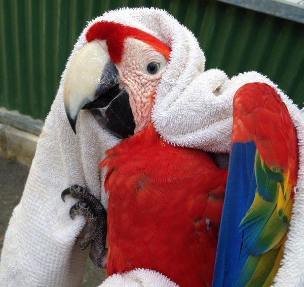 Красный ара после манипуляций ветеринара