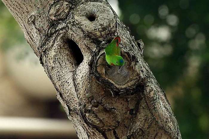 Серендак позирует перед фотографами на дереве