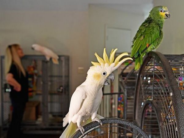 Фотография дома Ким Ханны с ее попугаями
