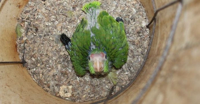 Новорожденный птенец зеленощекого амазона сидит в инкубаторе