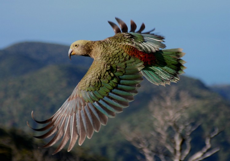 Полет попугая кеа на фоне гор