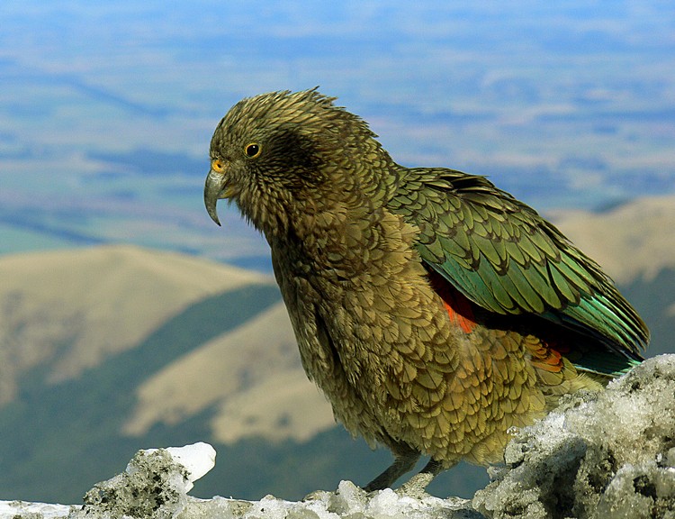 Попугай кеа сидит нахохлившись на заснеженном горном склоне