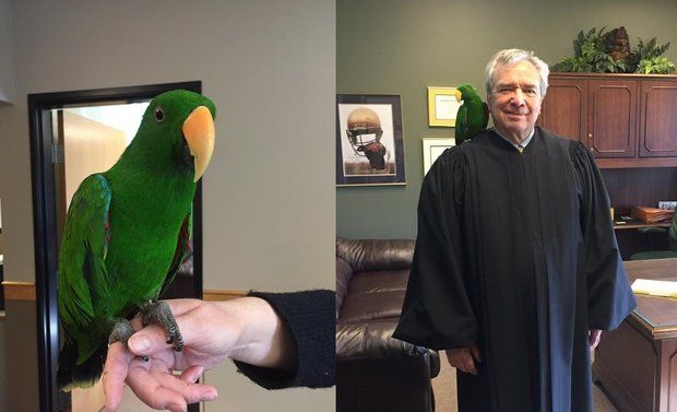 Благородный зелено-красный попугай Зевс сидит на плече судьи Джозефа Ширана