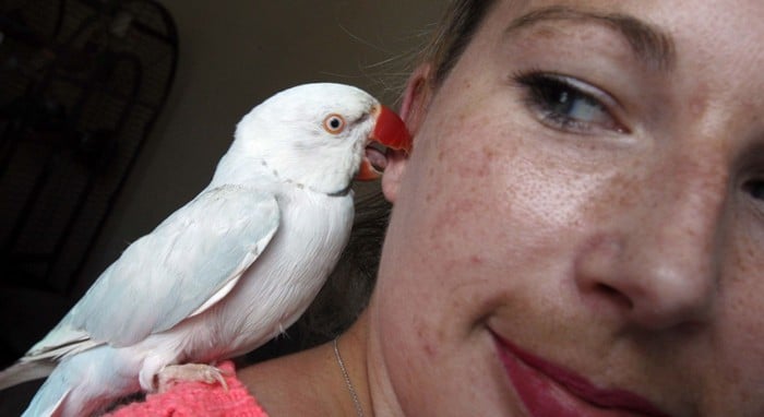 Ники Трепак с кольчатым попугаем