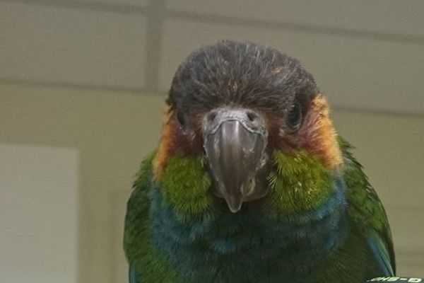 Фотопортрет синезобого краснохвостого попугай по имени Надя