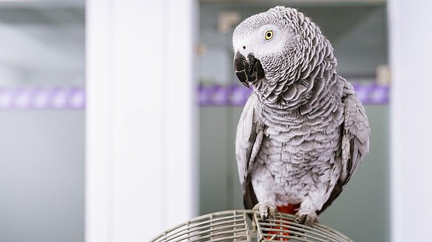 Серый африканский попугай сидит на клетке