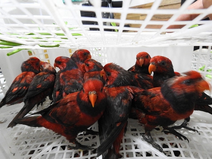 Птенцы красного лори, изъятые у контрабандистов в Индонезии