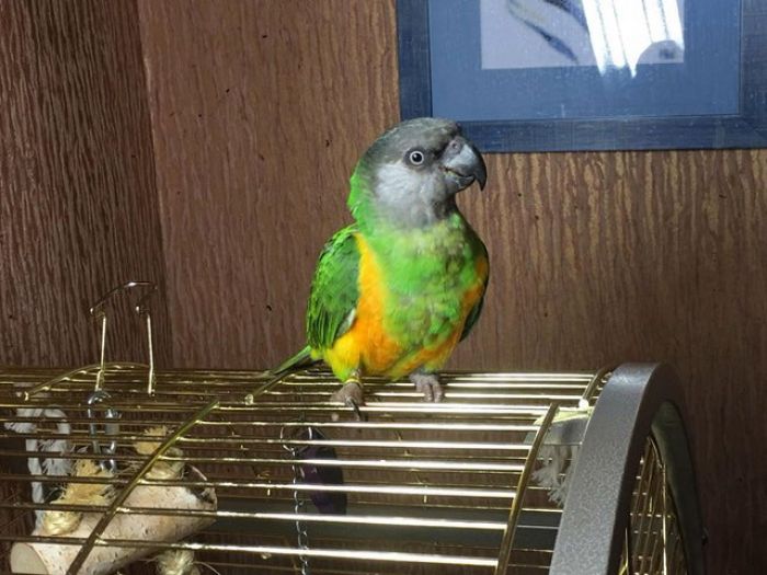 Севастопольский попугай-беглец по имени Сеня сидит на клетке